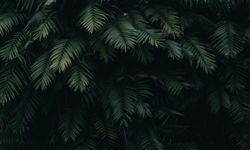 A detailed capture of dense dark green tropical fern leaves, perfect for nature-themed designs.