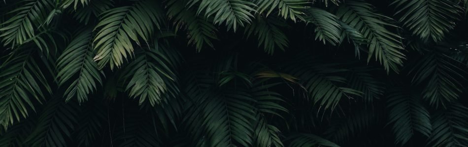 A detailed capture of dense dark green tropical fern leaves, perfect for nature-themed designs.